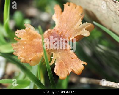 Laccaria laccata, Pilz im Circeo Nationalpark, Italien Stockfoto