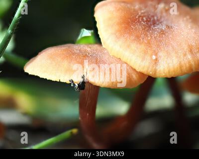 Laccaria laccata, Pilz im Circeo Nationalpark, Italien Stockfoto