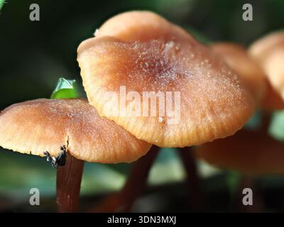 Laccaria laccata, Pilz im Circeo Nationalpark, Italien Stockfoto