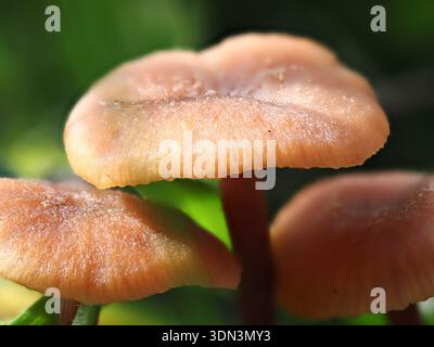 Laccaria laccata, Pilz im Circeo Nationalpark, Italien Stockfoto