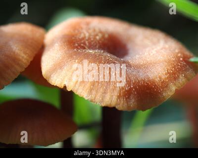 Laccaria laccata, Pilz im Circeo Nationalpark, Italien Stockfoto