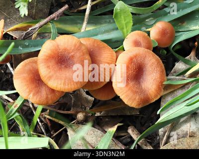 Laccaria laccata, Pilz im Circeo Nationalpark, Italien Stockfoto