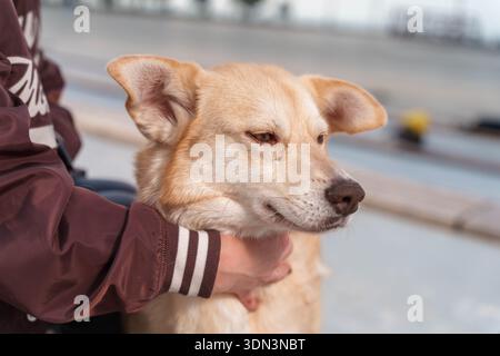 Hund mit Kragen, der auf gepflasterten Flächen in der Stadt sitzt Stockfoto