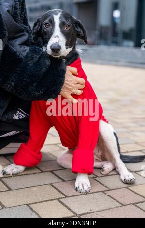 Schwarz-weißer Hund in rotem Mantel an der Leine auf dem Bürgersteig stehend, fehlender Teil des Beins Stockfoto