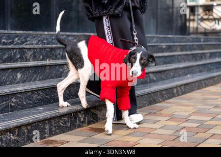 Schwarz-weißer Hund in rotem Mantel an der Leine auf dem Bürgersteig stehend, fehlender Teil des Beins Stockfoto