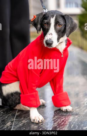 Schwarz-weißer Hund in rotem Mantel an der Leine auf dem Bürgersteig stehend, fehlender Teil des Beins Stockfoto