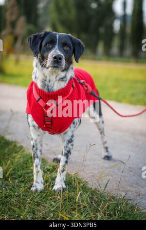 Hund mit Kragen, der auf gepflasterten Flächen in der Stadt sitzt Stockfoto