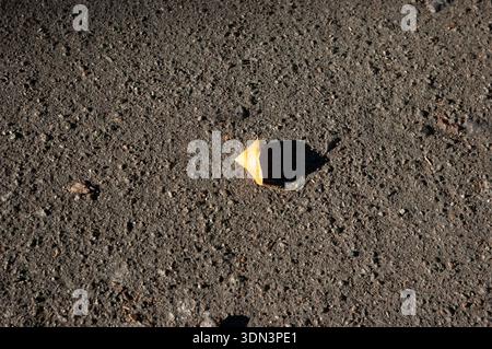 Einzelnes gelbes, trockenes Blatt auf schwarzem Asphalt mit starkem, kontrastierendem Schatten des Blattes. Minimales Stadtbild mit scharfem Licht und grafischem Kontrast. Stockfoto