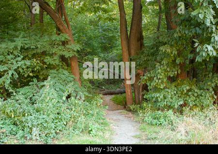 Waldweg, der in grünen Wald führt, bedeckt mit herabfallendem Blatt. Alte Stämme liegen auf der anderen Seite des Weges. Stockfoto