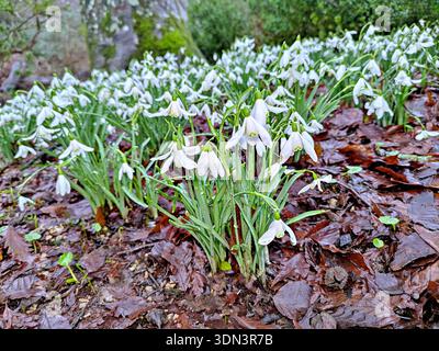 Waldschneeglöckchen im Regen, der in Großbritannien wächst Stockfoto