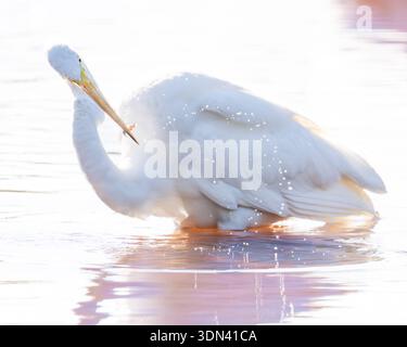 Großer Reiher Ardea Alba Angeln & Jagen im Everglades National Park Florida - Watvögel auf der Suche nach Beute Feuchtgebiete Tiere und Fütterungsverhalten Stockfoto