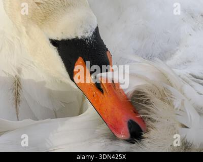 Stummer Schwan (Cygnus olor), Nahaufnahme eines Vogels, der seine Federn mit seinem leuchtenden Orangenschnabel putzt, England, Großbritannien Stockfoto