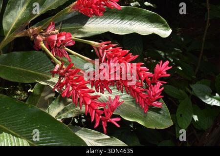 Die Blume der roten Ingwerpflanze, wissenschaftlich bekannt als Alpinia purata in einem Garten in St. Lucia. Stockfoto