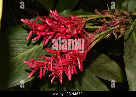 Die Blume der roten Ingwerpflanze, wissenschaftlich bekannt als Alpinia purata in einem Garten in St. Lucia. Stockfoto