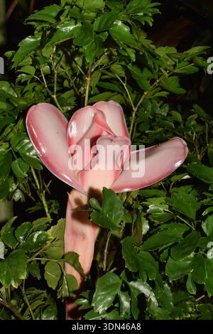 Ein rosafarbener Ingwer (Etlingera elatior), auch bekannt als Ingwerblüte, rote Ingwerlilie oder Bunga Kantan, in einem Garten in St. Lucia. Stockfoto
