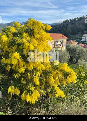 Frühlings-Mimosa-Blüten blühen auf Baum im Innenhof des Hauses in den Bergen Italiens an einem sonnigen Tag, Ligurien im Winter. Traditionelle Gebäude. Hintergrund Stockfoto