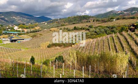 Landschaft, Panoramablick-Weinberge im Herbst, Winter vor dem Hintergrund der Berge, blauer Himmel am Morgen und traditionelle Häuser. Landwirtschaft im Norden Stockfoto