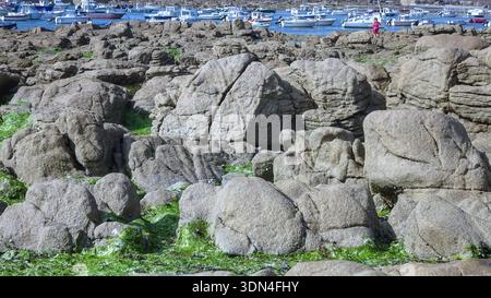 Felsen, die mit grünen Algen bedeckt sind, säumen das Ufer mit einem Hintergrund von Booten, die sanft im Hafen unter hellem Himmel schwimmen. Stockfoto