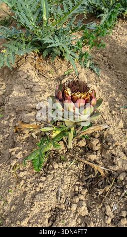 Eine Nahaufnahme einer Artischocke (Cynara scolymus) mit bräunlichen Blättern, die in trockener, gerissener Erde verwurzelt sind und die Widerstandsfähigkeit unter trockenen Bedingungen veranschaulichen. Stockfoto