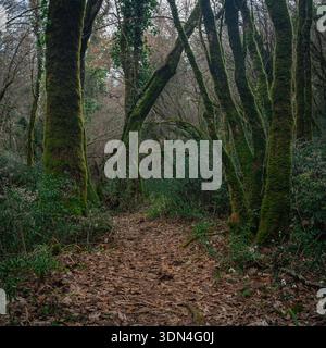 Waldweg bedeckt mit gefallenen Blättern zwischen bemoosten Bäumen. Stockfoto