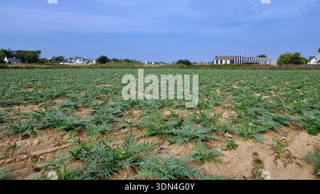 Ein riesiges Artischockenfeld (Cynara scolymus) erstreckt sich in Richtung rustikaler Bauernhäuser unter einem breiten, klaren blauen Himmel. Stockfoto