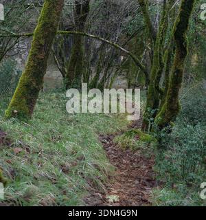 Waldweg bedeckt mit gefallenen Blättern zwischen bemoosten Bäumen. Stockfoto
