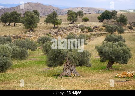 Majestätische alte Olivenbäume auf einem zerklüfteten kretischen Hügel. Üppiges grünes Gras und steiniger Boden bilden einen lebendigen Kontrast in dieser authentischen mediterranen Landschaft. Stockfoto