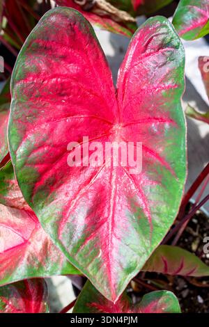 Leuchtend rot und grün gewachsenes Caladium bicolor (Angel Wings) Blatt wächst in einer Gärtnerei im Waukesha County, Wisconsin, während eines sonnigen Juni. Stockfoto
