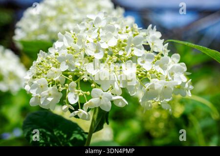 Zarte weiße, glatte Hortensie (Hydrangea arborescens) blüht während eines sonnigen Juni in einer Gärtnerei im Waukesha County, Wisconsin. Stockfoto