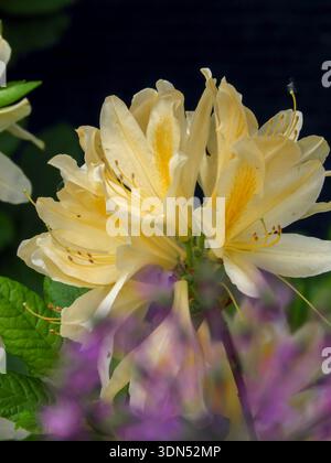Nahaufnahme von gelben Azaleen-Blüten auf dunklem Hintergrund mit sanfter violetter Unschärfe im Vordergrund, die den Kontrast des Frühlingsgartens, leuchtende Farben und zarte Farben einfängt Stockfoto