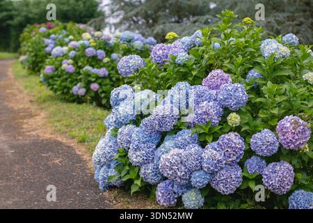 Lebendige Hortensie macrophylla, auch bigleaf hortensia oder hortensia genannt, mit großen blauen und violetten Blüten, die eine Reihe entlang eines Gartengangs surr bilden Stockfoto