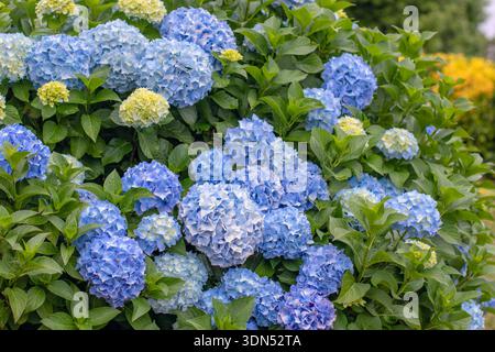 Blaue Hortensie Macrophylla-Zweige, reich verziert mit großen Blumenköpfen und weichen gelben Knospen. Die Nahaufnahme betont lebhafte Sommerfarben und Stockfoto