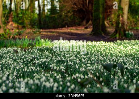 Teppich mit blühenden Schneeglöckchen in einer Waldlandschaft, beleuchtet durch sanftes natürliches Sonnenlicht mit Bäumen im Hintergrund. Anfang Frühling. Stockfoto
