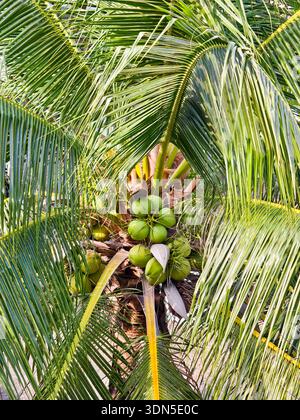 Kokospalme (Cocos nucifera) mit grünen, jungen Kokosnüssen, Phnom Penh, Kambodscha Stockfoto