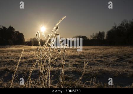 Frostbeschichtete Pflanzen im Licht der Morgensonne auf einem Feld, Korpostroem, Korpo oder Korppo, südwestlicher Archipel, Finnland Stockfoto