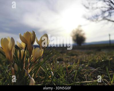 Gelbe Krokusse auf einer Wiese mit verschwommenem Hintergrund bei Sonnenuntergang, Naturpark Fränkischer Wald Stockfoto