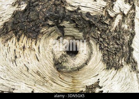 Silberbirke (Betula pendula) Nahaufnahme eines Lochs in der Rinde des Stammes, das aussieht wie ein Auge, England, Großbritannien Stockfoto