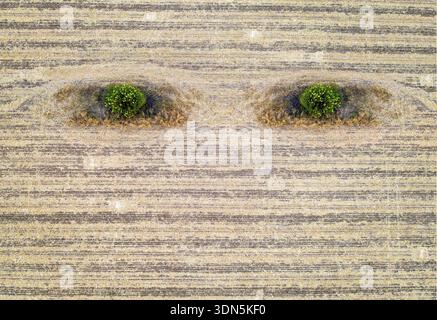 Abstrakte Landwirtschaftszusammensetzung wie Erdaugen. Konzeptionell. Luftaufnahme des geernteten Feldes Stockfoto
