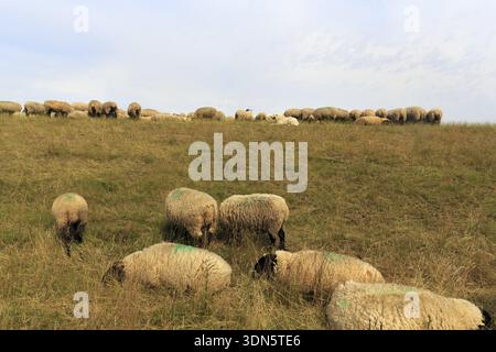 Schafe, die auf Deich weiden, Schafherde, Deich-Lämmer, Hüterhunde, Landschaftspflege, Küstenschutz, Elbdeich, Bleckede, Niedersachsen, Deutschland Stockfoto