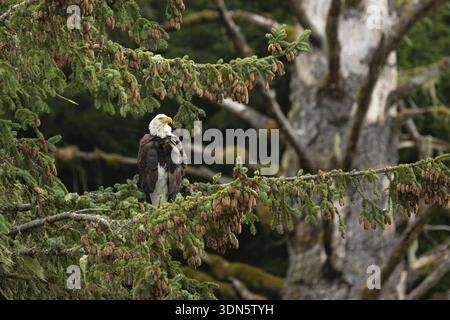 Weißkopfseeadler (Haliaeetus leucocephalus) auf einer Sitka-Tanne auf Vancouver Island Stockfoto