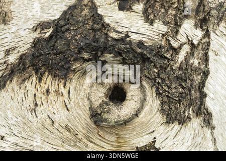 Silberbirke (Betula pendula) Nahaufnahme eines Lochs in der Rinde des Stammes, das aussieht wie ein Auge, England, Großbritannien Stockfoto
