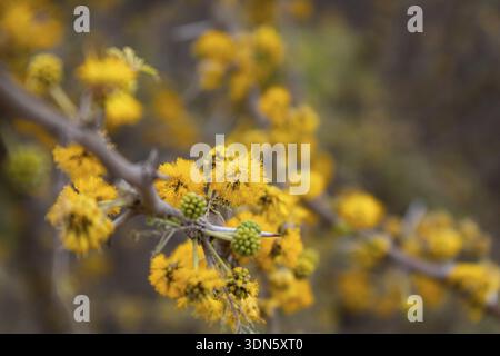 Detail der gelben Blüten der Akazie in der Serranaquelle in argentinien Stockfoto