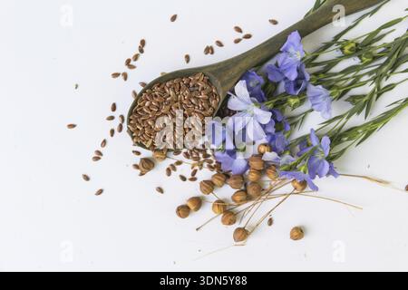 Zusammensetzung von Flachsblüten und Suchara mit Samen auf weißem Hintergrund Stockfoto