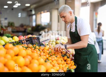 Arbeiten im Supermarkt - männlicher Verkäufer sortiert reife Mandarinen auf der Vitrine Stockfoto