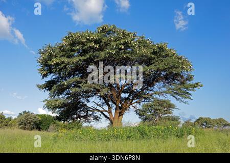 Ein großer afrikanischer Kameldornbaum (Vachellia erioloba) in Grasland, Südafrika Stockfoto