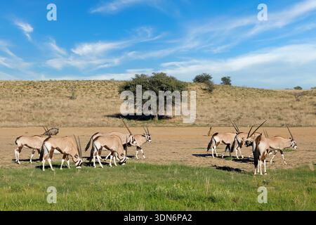 Kleine Herde von Edelbockantilopen (Oryx gazella), die in natürlichem Lebensraum, Kalahari Wüste, Südafrika, fressen Stockfoto