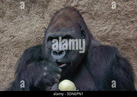 Gorilla mit Früchten im Mund Nahaufnahme Stockfoto