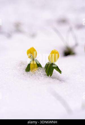 Blick auf den Winteraconit Eranthis hyemalis, der aus dem Schnee auftaucht. Hellgelbe Blüten vor weißem schneebedeckten Hintergrund, Winterlandschaft und Frühjahrs Stockfoto