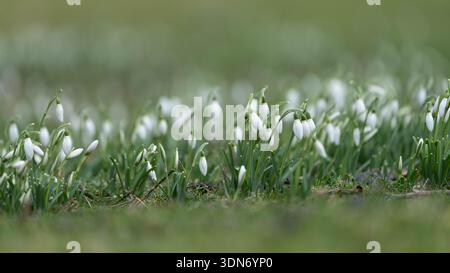 Erstes Zeichen des Frühlings - Schneeglöckchen im Februar 2026 in Deutschland Stockfoto
