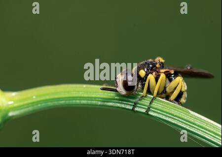 Hoverfly auf grünem Grasblatt, extreme Makrofotografie mit natürlichen grünen Hintergründen Stockfoto